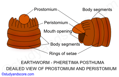 Prostomium and peristomium of Pheretima posthuma, earthworm general characters, Earthworm external morphology, Earthworm setae structure, Setae arrangement and functions
